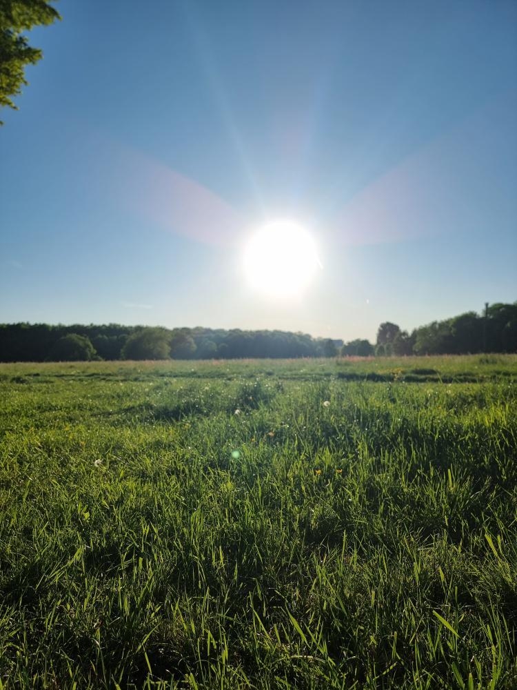Bild Wiese ©KKJFH